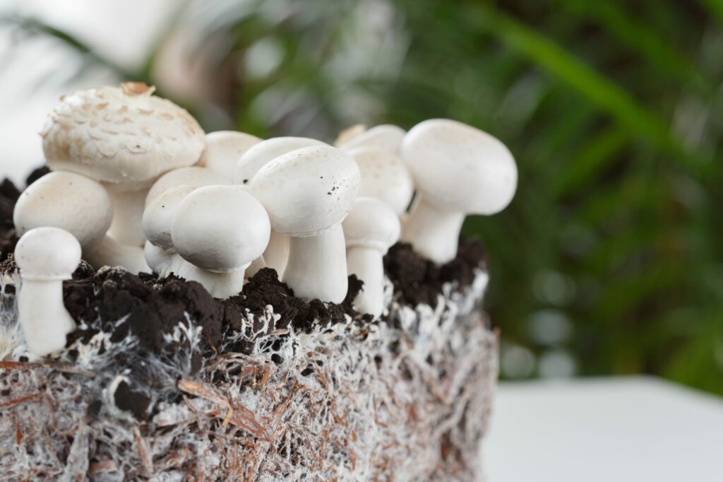Mycelium are used to create mycroprotein-based foods