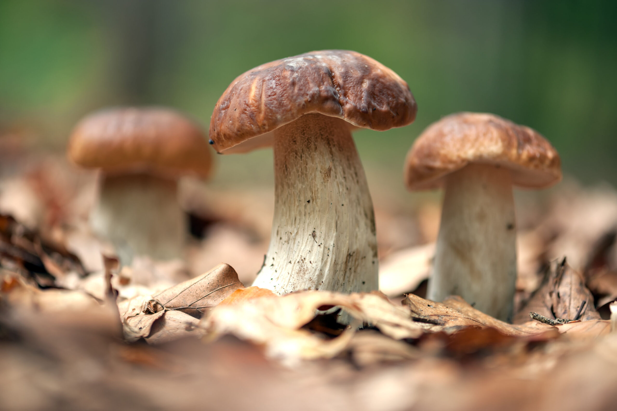 Meat from mushrooms? - Case Scientific