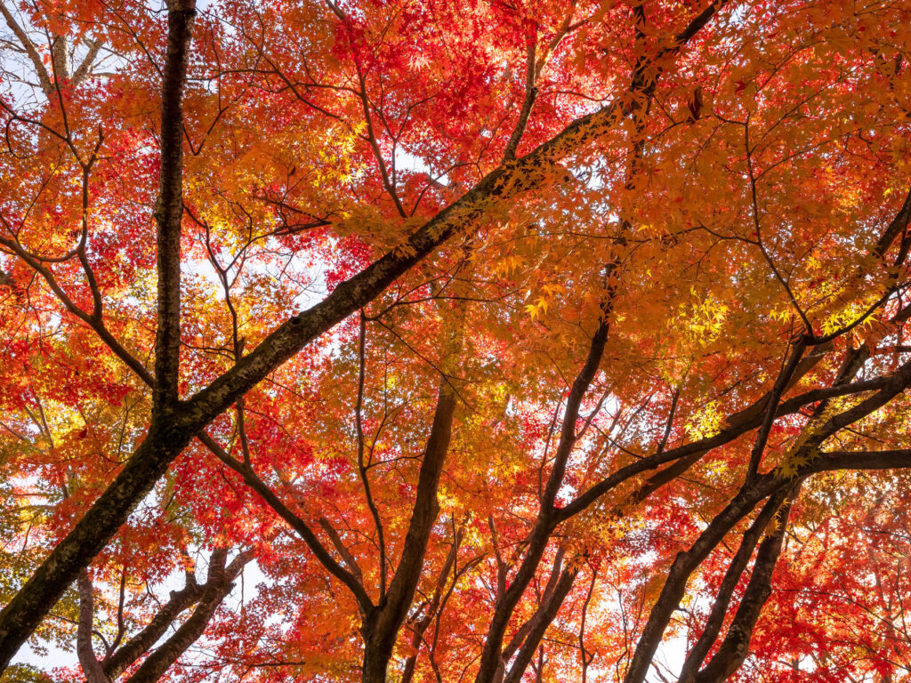 Red maple trees provide the wood for maple fiber, a new food additive.